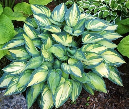 Hostas "JUNE" 4 stādi